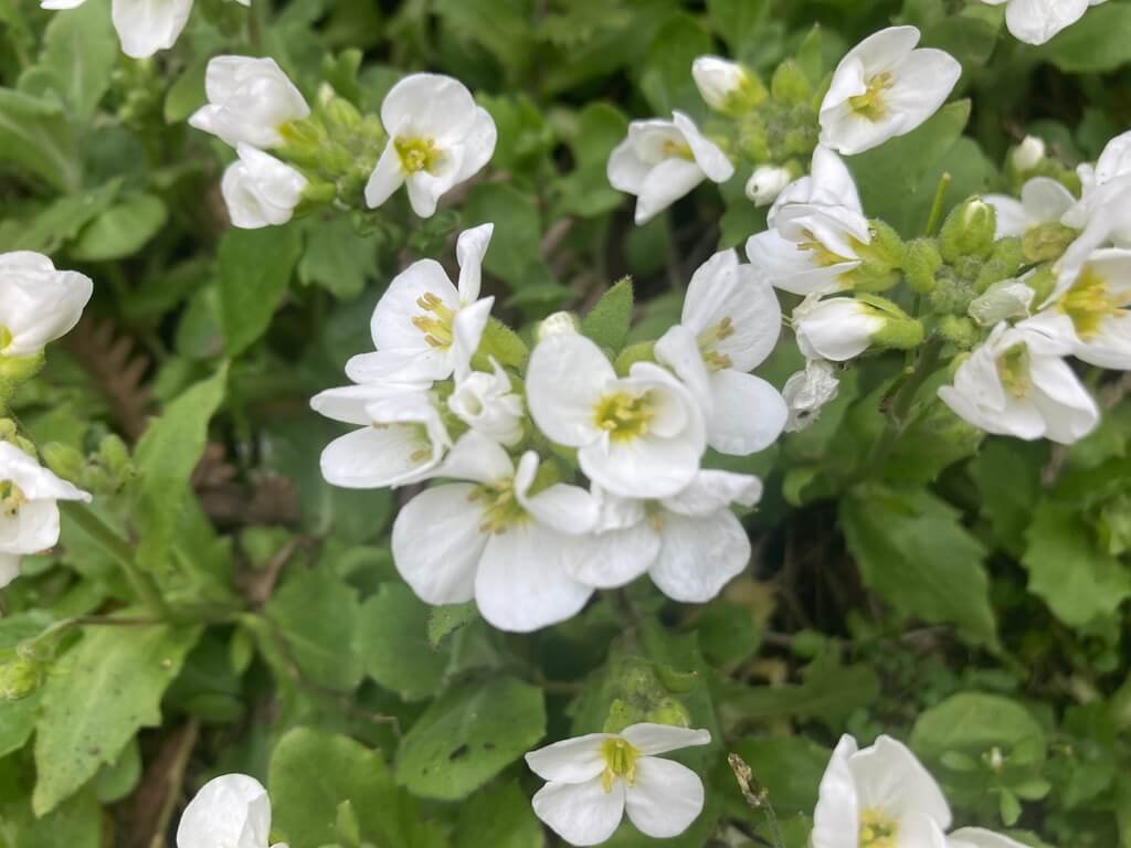 Arabis alpina subsp. caucasica ‘Snowcap’