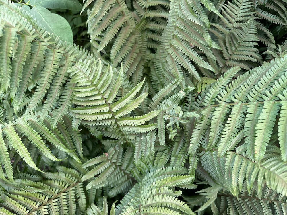 Dryopteris x complexa 'Robust'