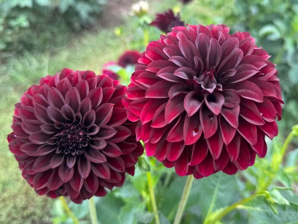 Dahlia 'Black Satin'