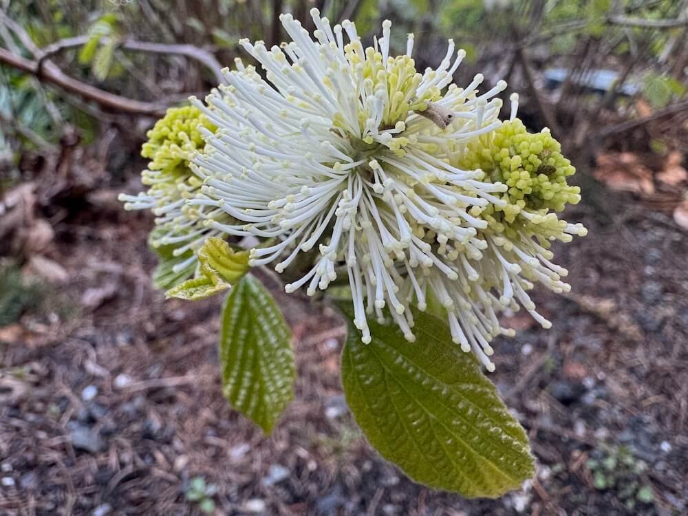 Fothergilla x intermedia 'Mount Airy'