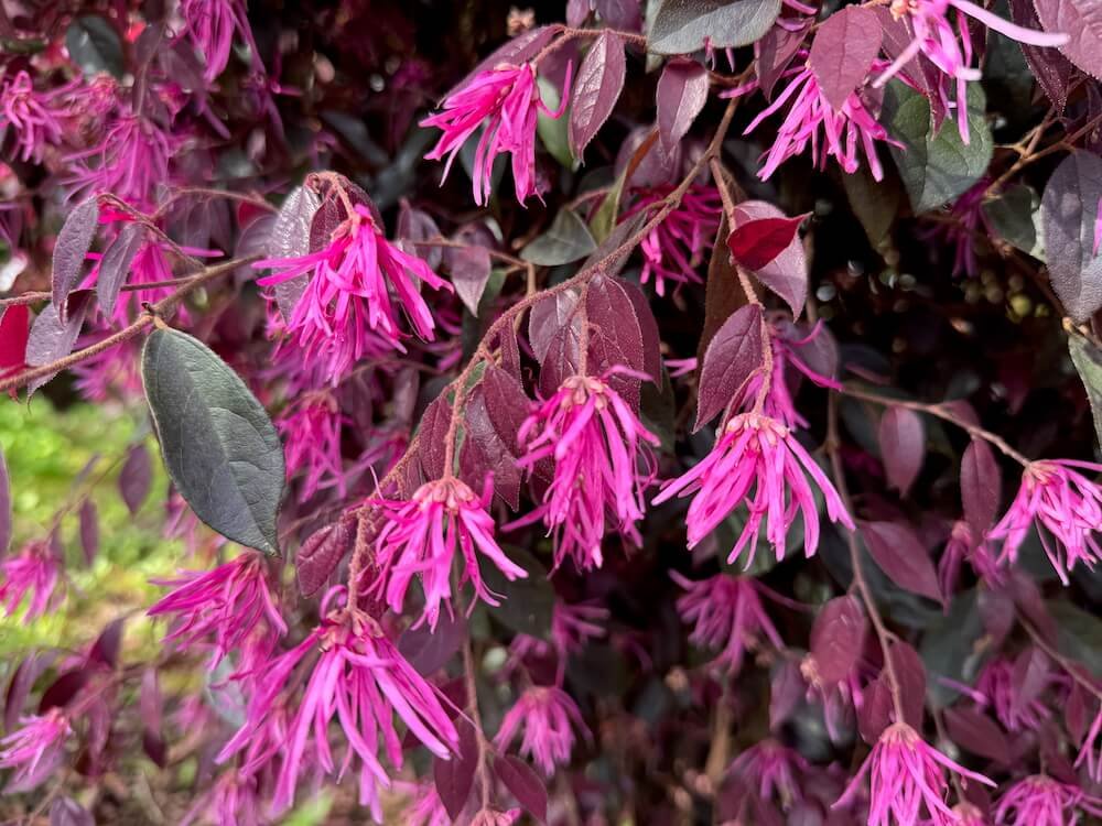 FRINGE FLOWER (Loropetalum)
