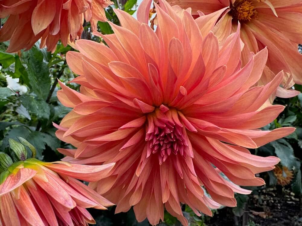 Dahlia 'Allen's Phoenix'
