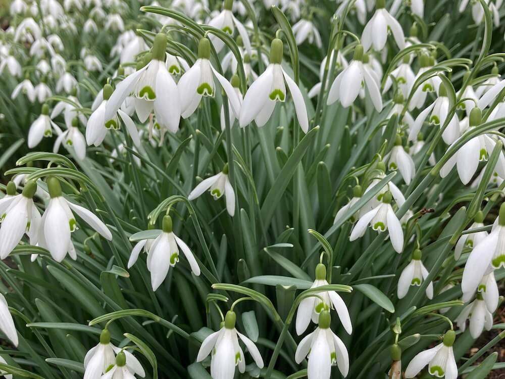 Bulbs