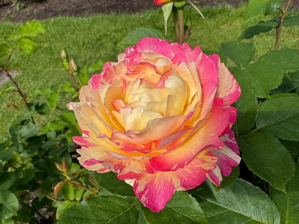 Rosa 'Marc Chagall'