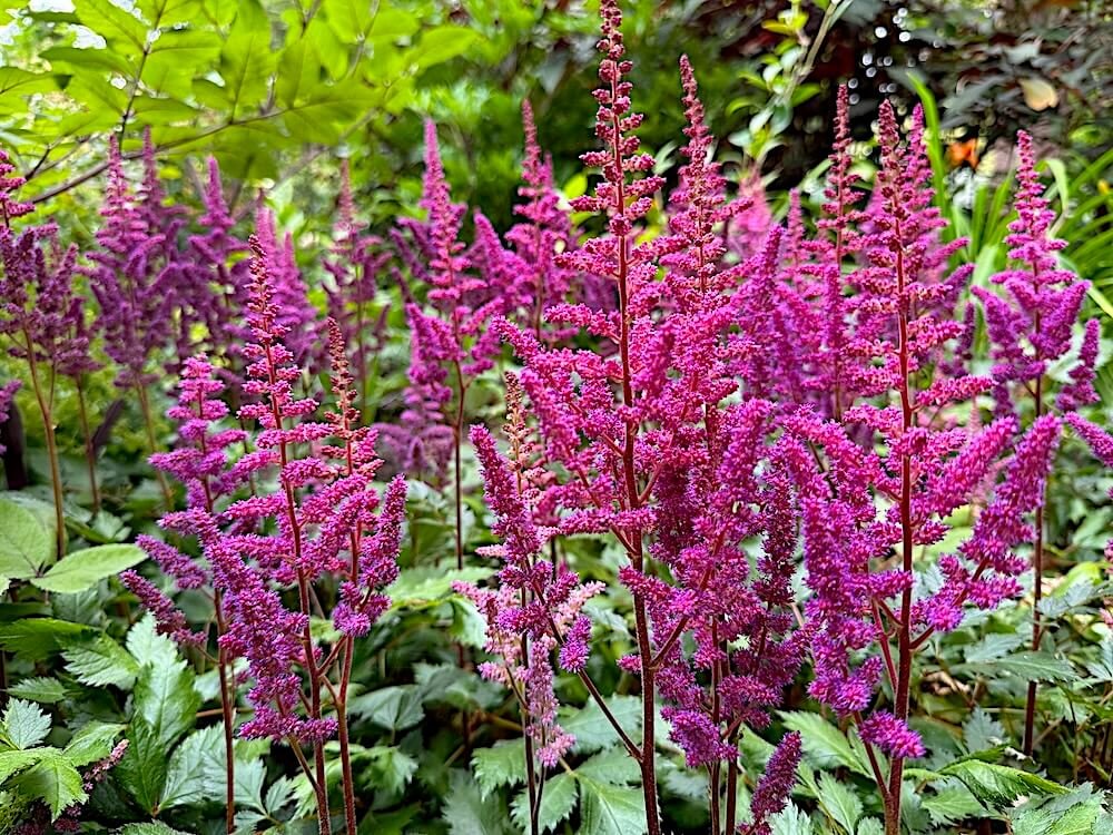 Astilbe chinensis 'Vision in Red'