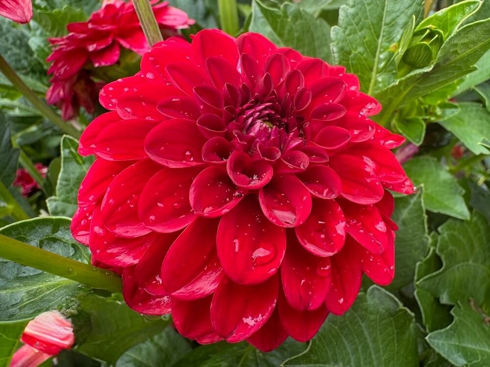 Dahlia 'Milo'