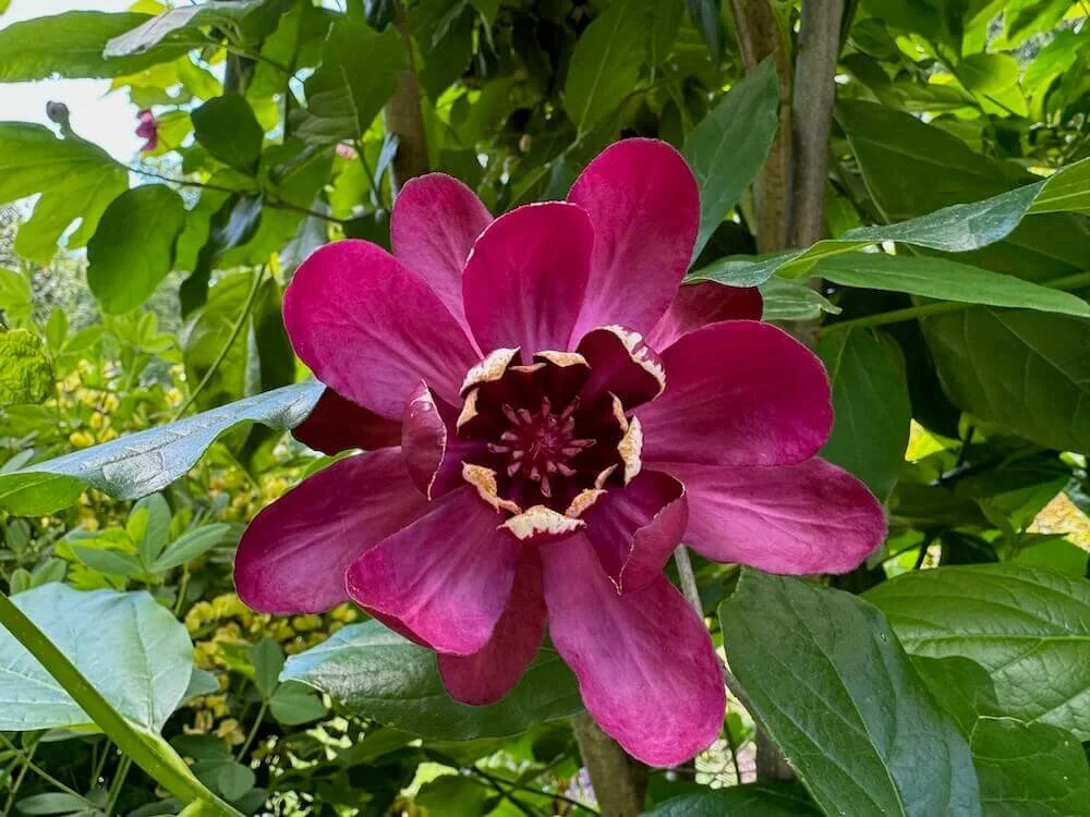 ALLSPICE (Calycanthus)