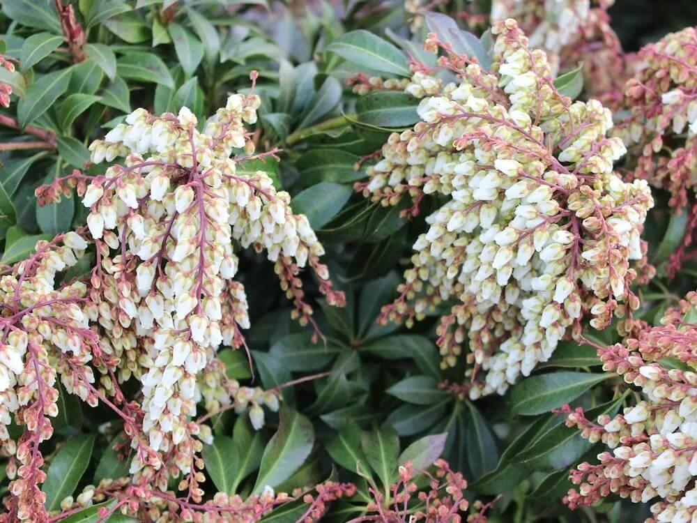 Pieris japonica 'Mountain Fire'