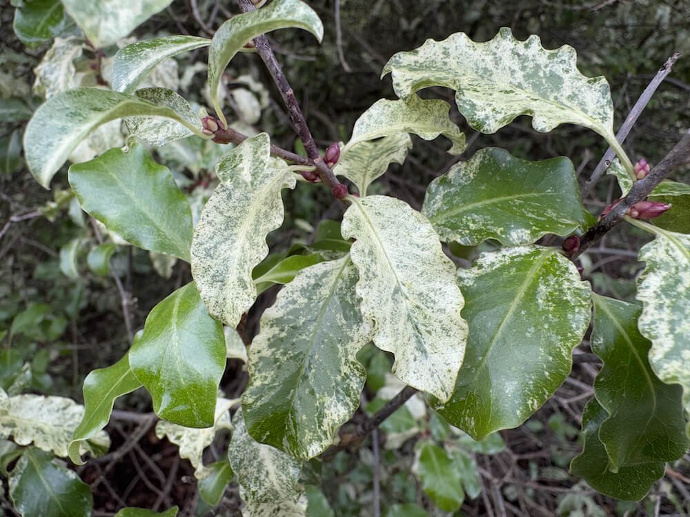 Pittosporum tenuifolium 'Irene Patterson'