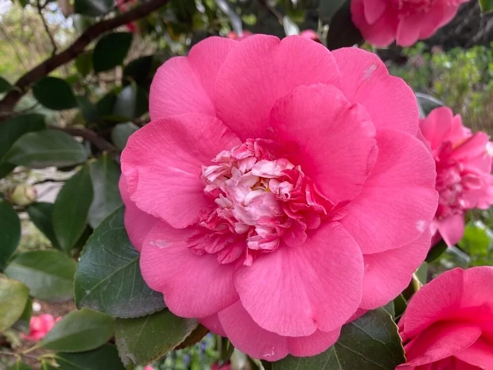 Camellia japonica 'Chandleri Elegans Variegated'