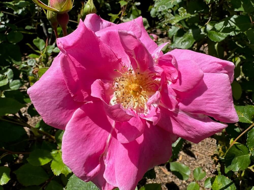 Rosa 'Bucbi'
