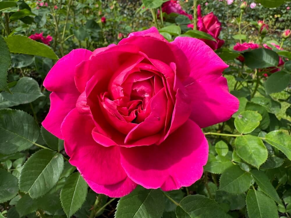 Rosa 'Lady of Megginch'