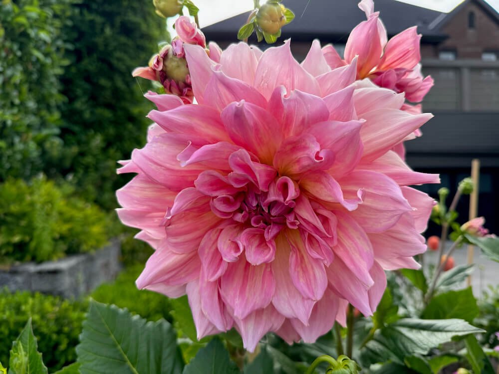 Dahlia 'Otto's Thrill'