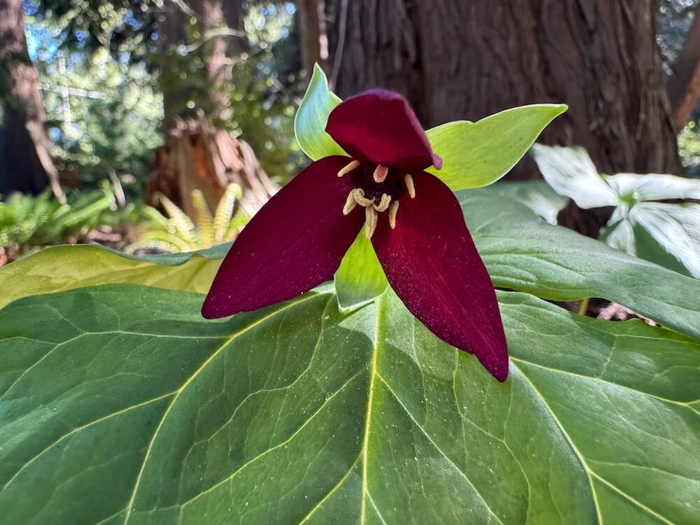 Trillium erectum