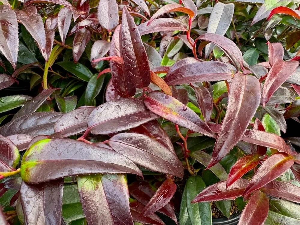 Leucothoe fontanesiana 'Zeblid'