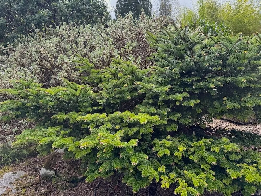 Abies balsamea 'Nana'