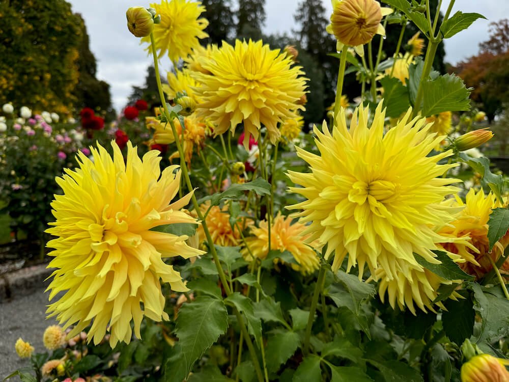 Dahlia 'Clearview Maize'