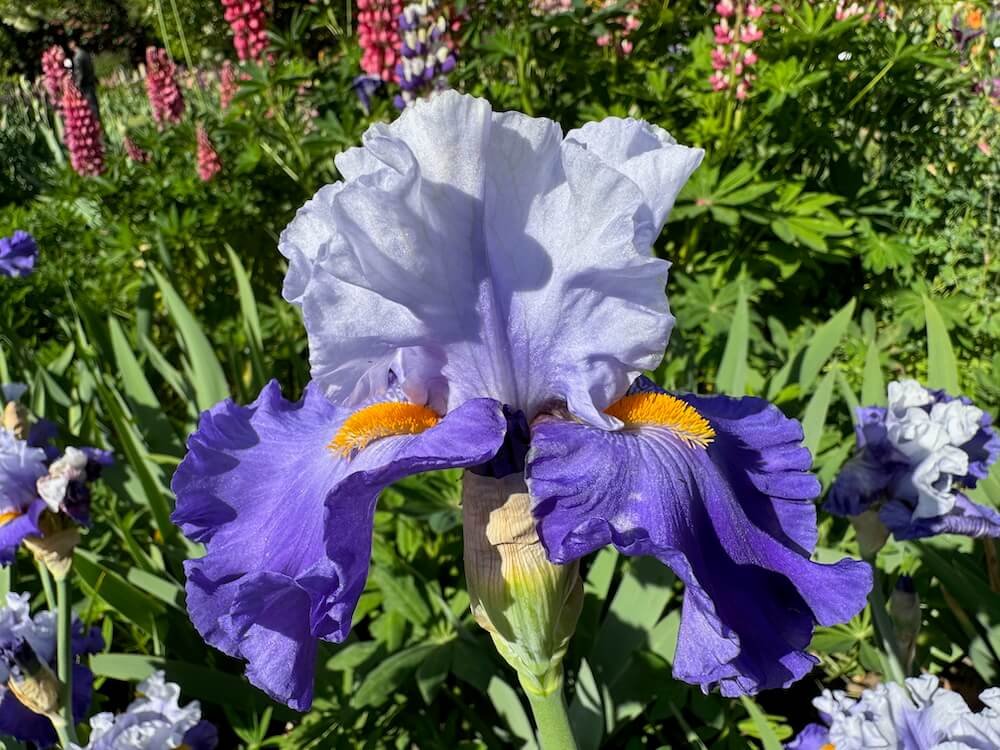 SCHREINER’S GARDENS