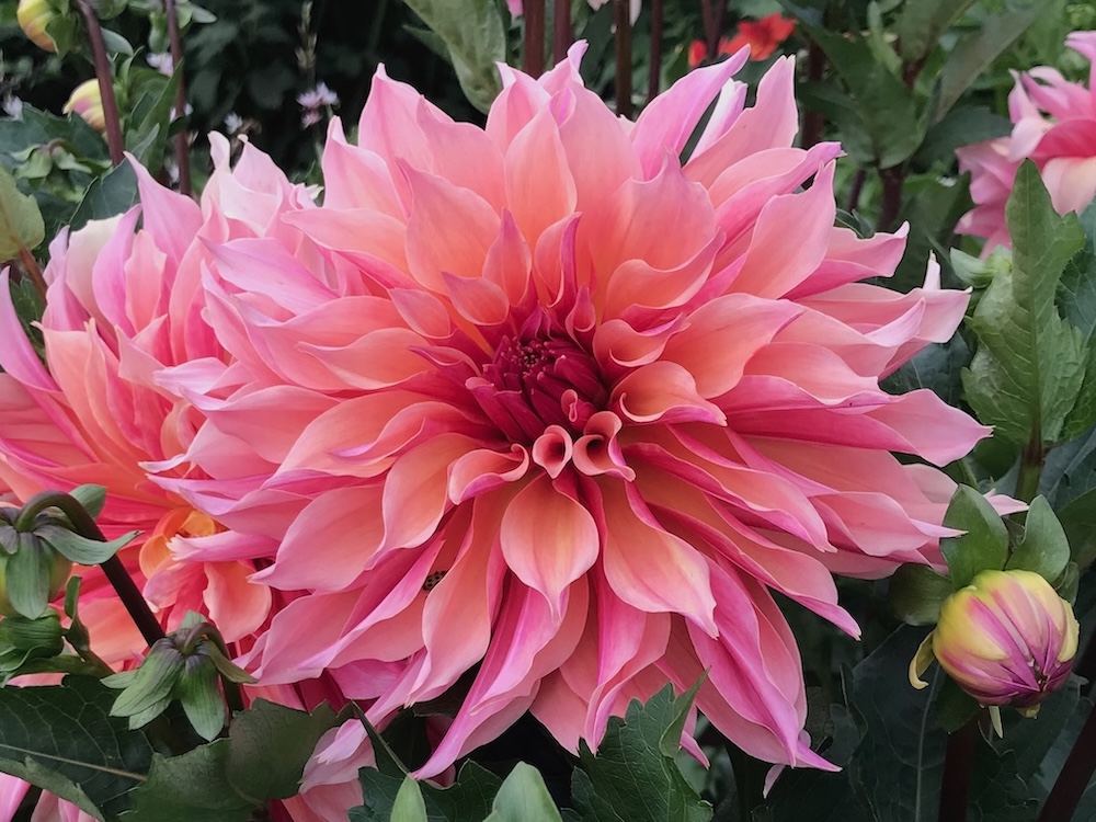 The dahlia catalog