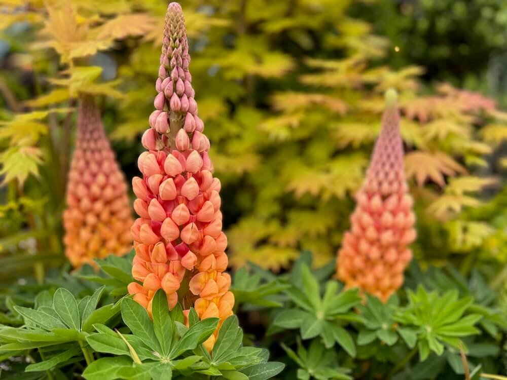 Lupinus polyphyllus Westcountry 'Salmon Star'