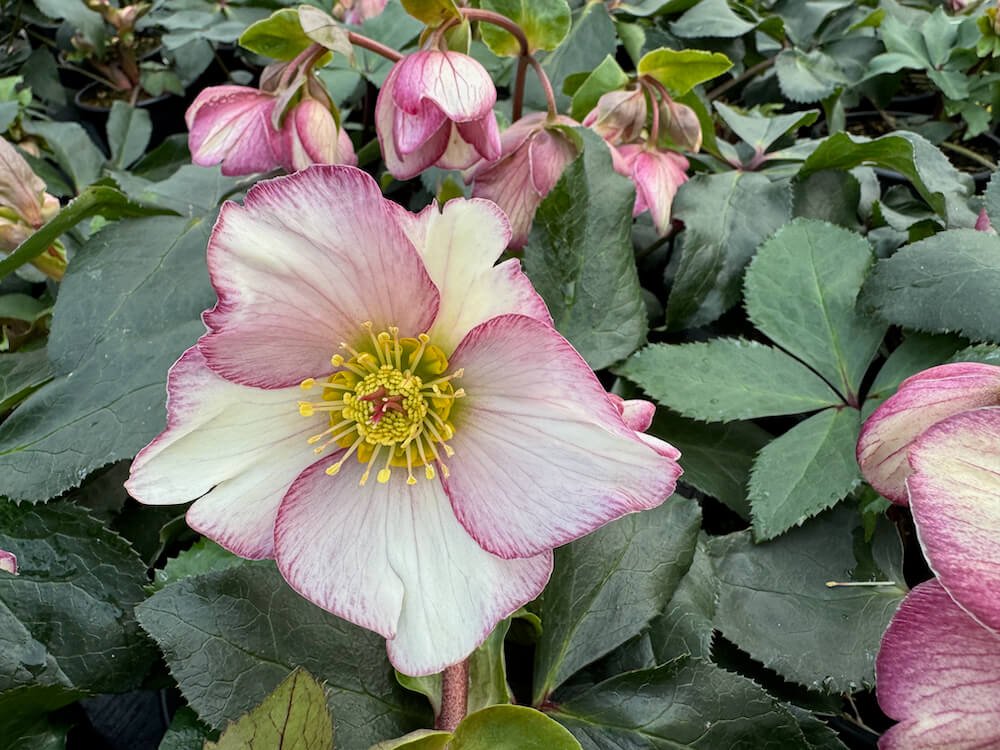 Helleborus x glandorfensis HGC 'Ice N' Roses Picotee'