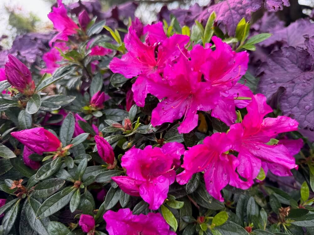 Rhododendron x 'RLH1-2P8'