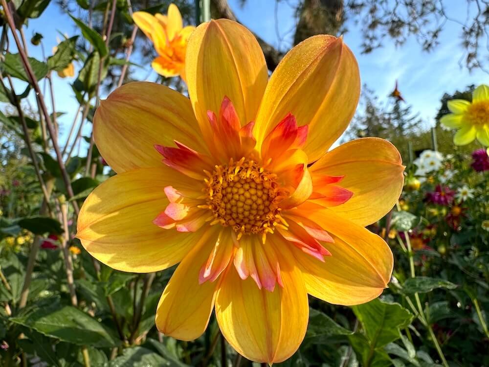 Dahlia 'Kelsey Annie Joy'