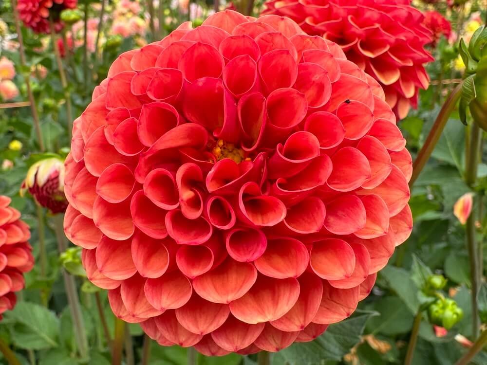 Dahlia 'Valley Rust Bucket'