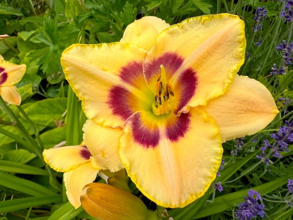 Hemerocallis 'Custard Candy'