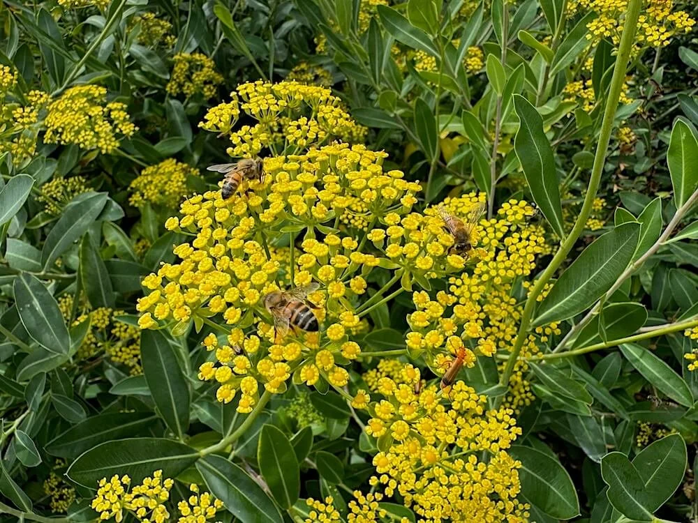 BUPLEURUM