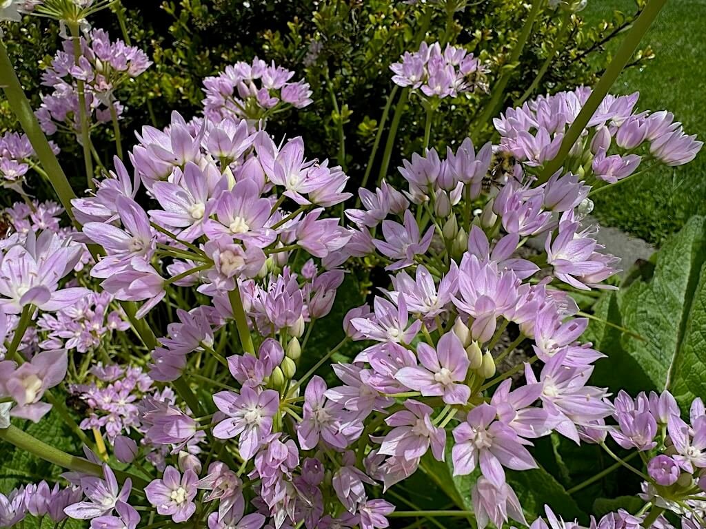 Allium unifolium