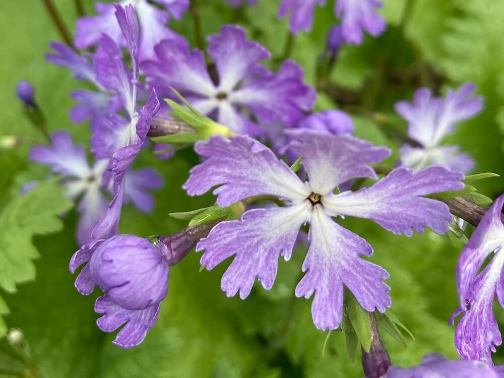 PRIMROSE (Primula)