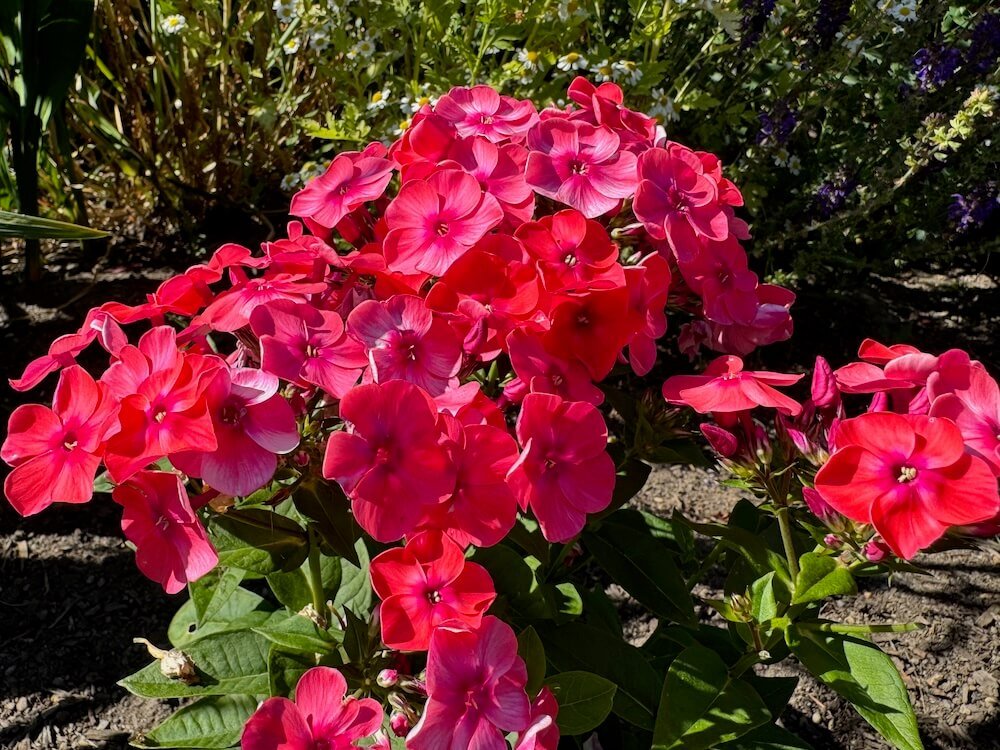 Phlox 'Flame Coral Red'