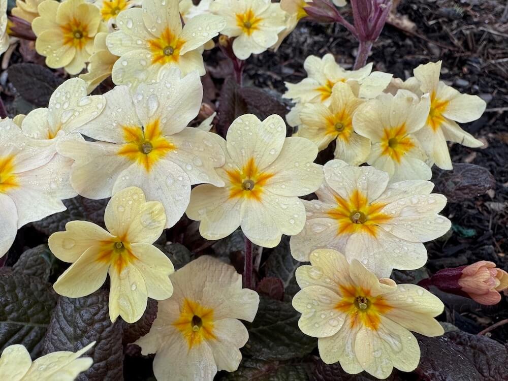 Primula vulgaris 'Prima Bella Creme'