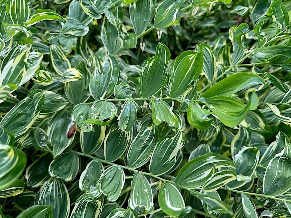 Polygonatum x hybridum 'Striatum'