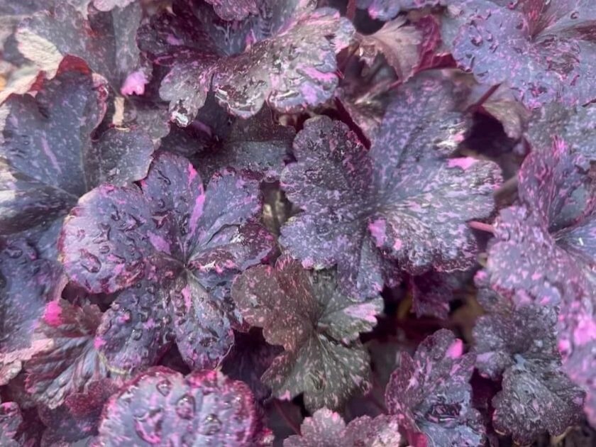 Heuchera 'Midnight Rose'