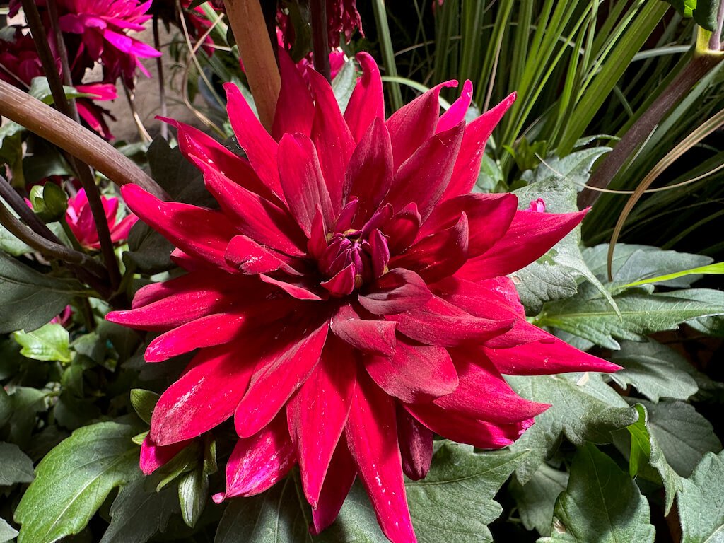 Dahlia 'Karma Cabernet'