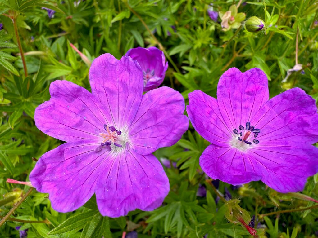 Geranium sanguineum