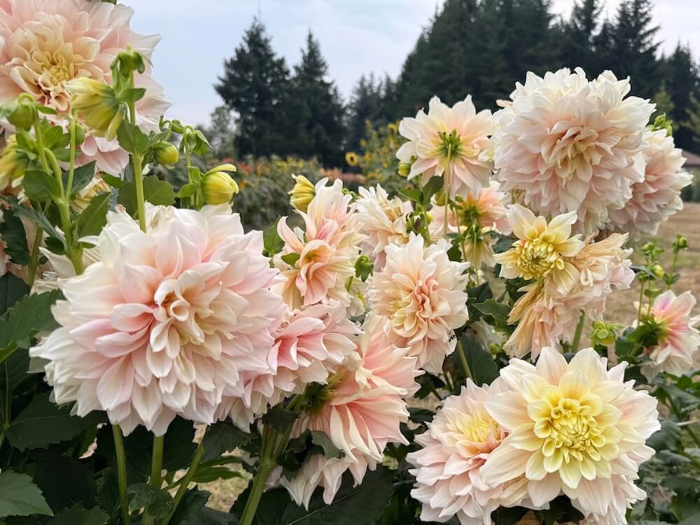 Dahlia 'Break Out'