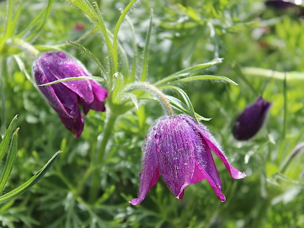 Pulsatilla vulgaris