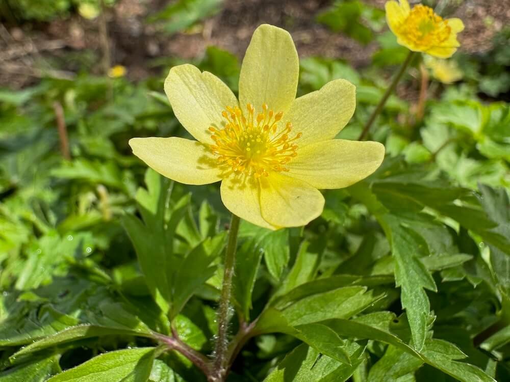 Anemone x lipsiensis
