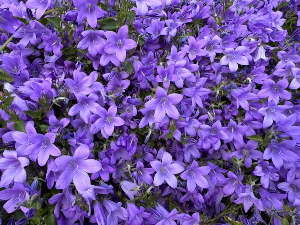 BELLFLOWER (Campanula)