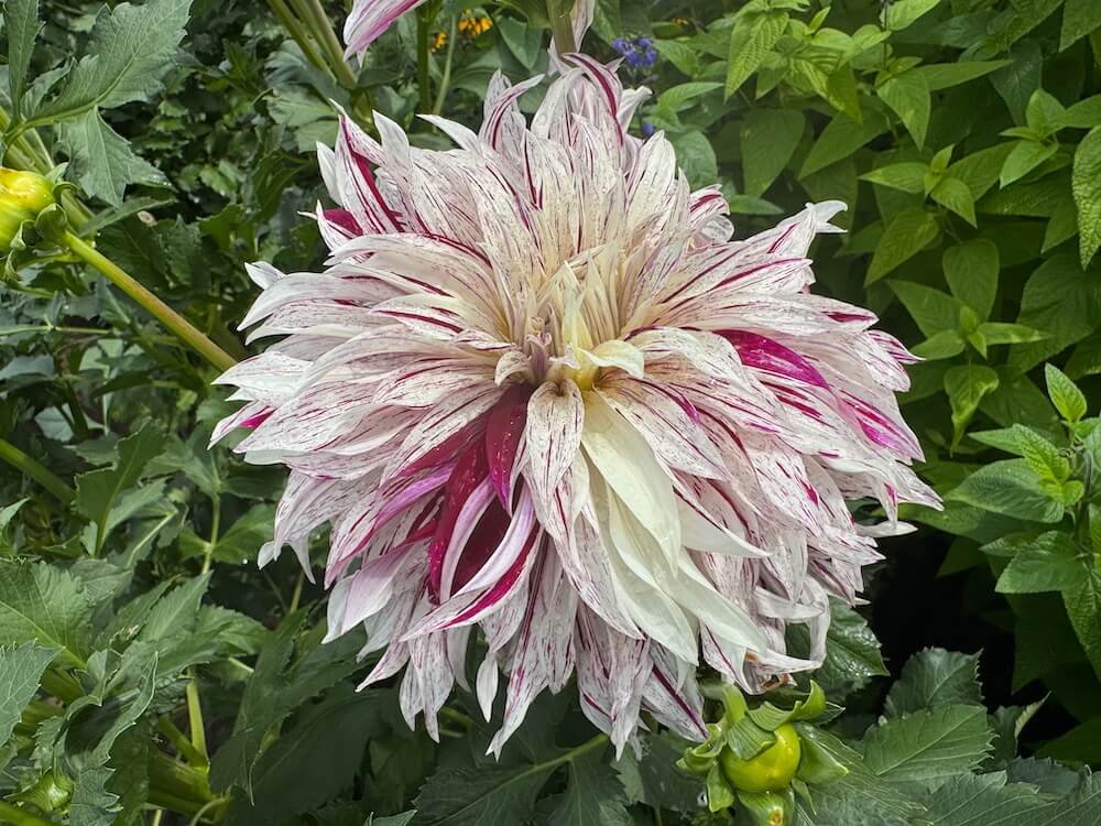 Dahlia 'Knight's Armour'