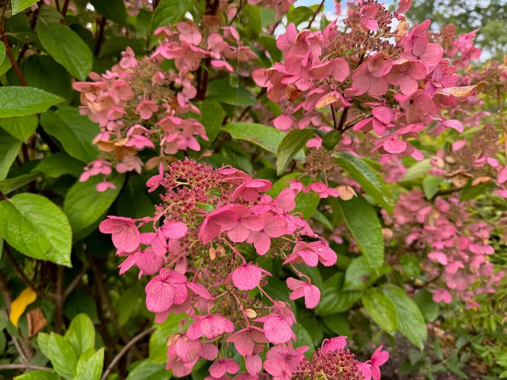 Hydrangea paniculata 'Wim's Red'
