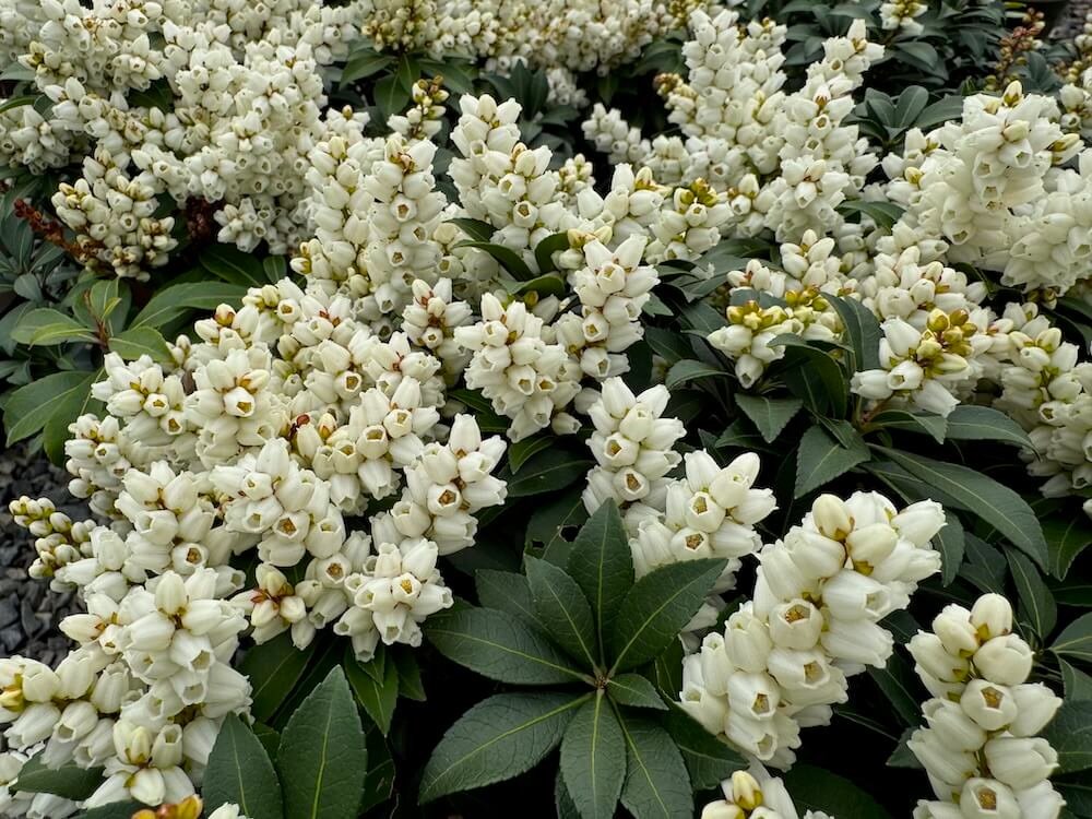Pieris japonica 'Tiki'