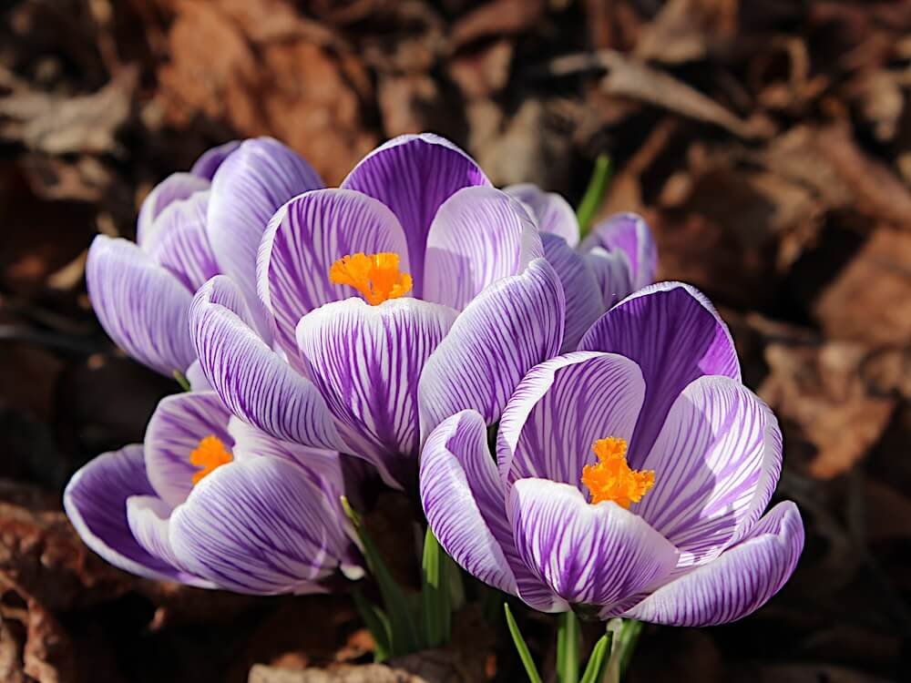 Crocus vernus 'Pickwick'