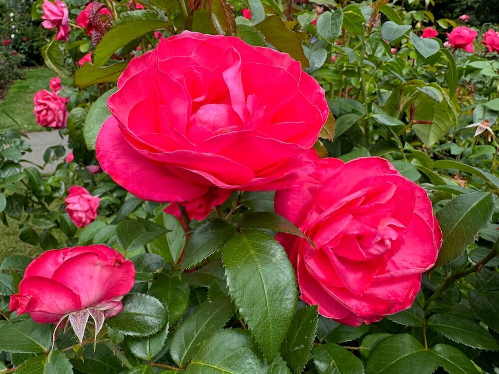 Rosa 'Fiji'
