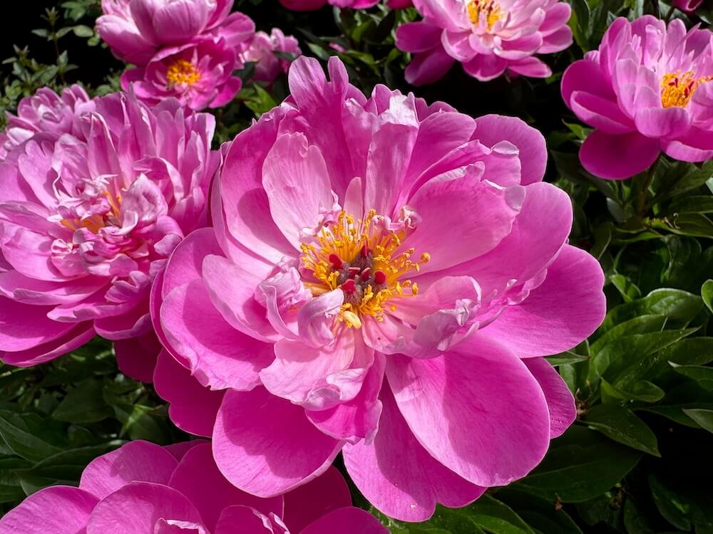 Paeonia lactiflora 'Nice Gal'