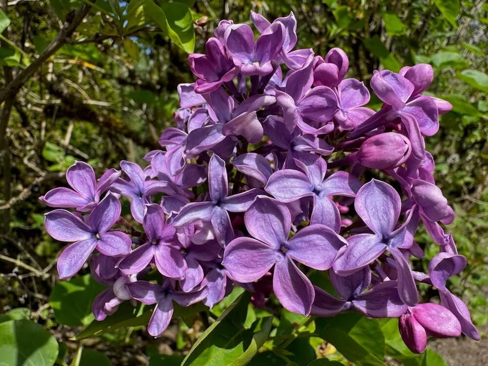 Syringa x hyacinthiflora 'Pocahontas'