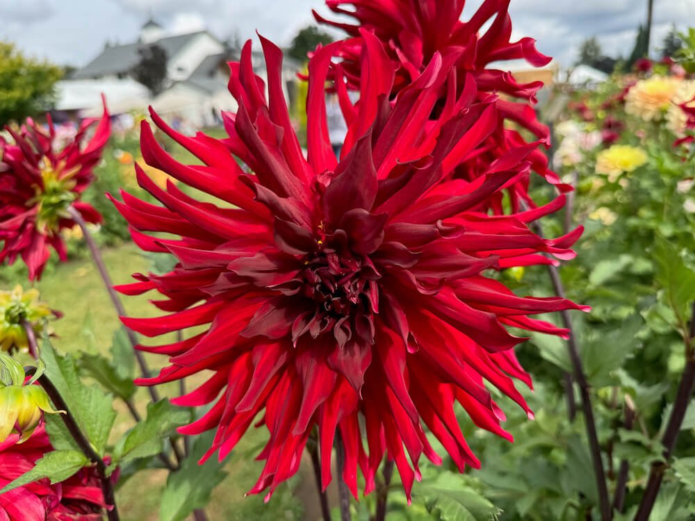 Dahlia 'Dr. Les'